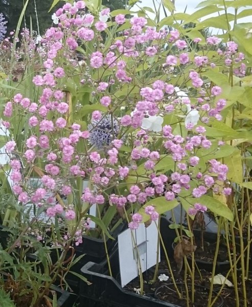 Gypsophila paniculata 'Maytime' Качим метельчатый